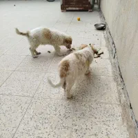 دو توله سگ پنج ماهه نژاد آشپیتز