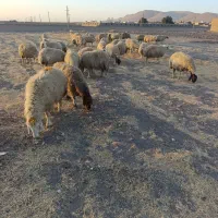 گوسفند میش|حیوانات مزرعه|ماهیدشت, |دیوار