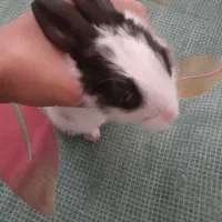 خرگوش سفید|موش و خرگوش|نسیمشهر, |دیوار