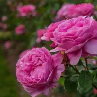 نهال گلمحمدی نژاد صدپر