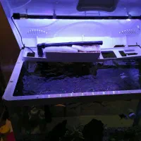 آکواریوم 120 لیتری با ماهی و گیاه طبیعی|ماهی|تهران, پونک|دیوار