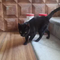 گربه مشگی ۸ ماهه