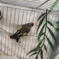 سهره نرشوربخون جفتی قناری|پرنده|یزد, |دیوار