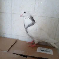 کفتر طوقی نر پرشی