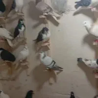 مژدگانی کفتر کبوتر|حیوانات|شیروان (خراسان), |دیوار