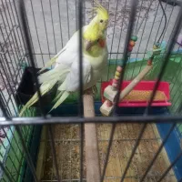 دو تا عروس هلندی یکیش دستی