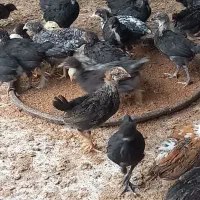 جوجه محلی دو ماهه