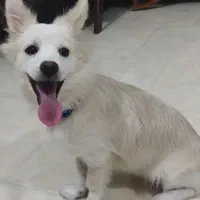 سگ پامر اشپیتز