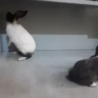 خرگوش ۲ ماهه|موش و خرگوش|ارومیه, |دیوار