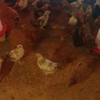 جوجه نژاد گلپایگانی