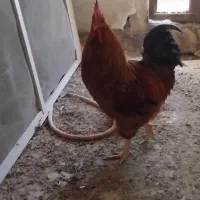 خروس درشت جوان