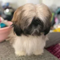 شیتزو سوپر فلت