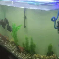 آکواریم 1 متری شیشه خم با میز فولادی