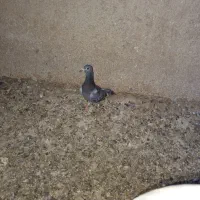 کبوتر|پرنده|زابل, |دیوار