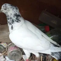 دو جفت کبوتر