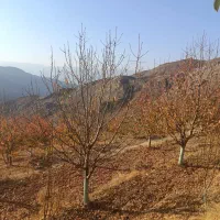 هرس باغات زیر نظر مهندس حسینی|خدمات باغبانی و درختکاری|محمدیه-قزوین, |دیوار