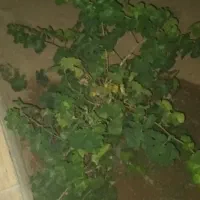 انگور