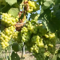 نهال و قلمه ی ارقام ایرانی و خارجی انگور|خدمات باغبانی و درختکاری|طاغنکوه, |دیوار