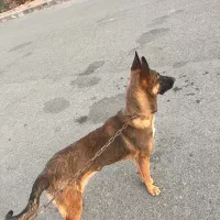 واگزاری سگ مالینیوز ماده|سگ|سیرجان, |دیوار