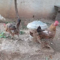 مرغ خروس