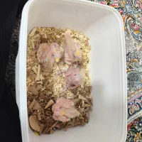 جوجه عروس هلندی|پرنده|شیراز, کوشک میدان|دیوار