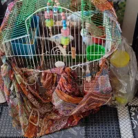 مرغ عشق|پرنده|کرج, شهرک فهمیده|دیوار