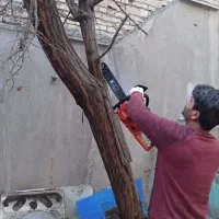 سم پاشی باغبانی درخت کاری سمپاشی شته آفت100%تضمینی