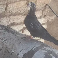 دو کفتر جوجه|پرنده|مشگین شهر, |دیوار