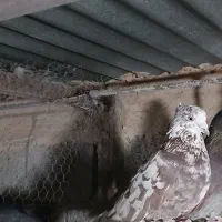 کبوتر|پرنده|طالقان, |دیوار