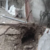 خدمات فوری و تخصصی قطع درخت برش درختان چوب بری کار|خدمات باغبانی و درختکاری|تهران, تهرانپارس شرقی|دیوار