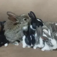 فروش بچه خرگوش