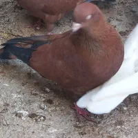 کله ای گمشده