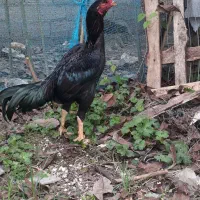 جوجه خروس لاری ۶ماه ۱۰ روزه|حیوانات مزرعه|سنگر, |دیوار