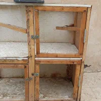 کفتر کبوتر پرنده قفس جفت کنی