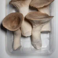 فروش قارچ شاه‌صدف و صدفی