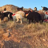 گوسفند زنده