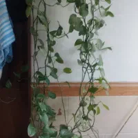 باسلام گل پتوس