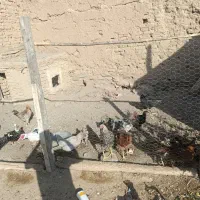 مرغ خروس اردک