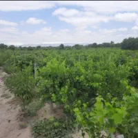 فروش ۱۴۰۰ متر  باغ و ویلای انگور در لاهرود|فروش زمین و ملک کلنگی|مشگین شهر, |دیوار