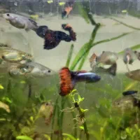 گوپی ویژه وارداتی