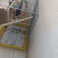 جفت نرو ماده عروس هلندی|پرنده|پاکدشت, پاکدشت (مامازند)|دیوار