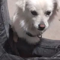 پامر اشپیز|سگ|شهریار, شهرک وائین|دیوار