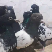 کله و سینه ارزون