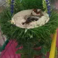 یه جفت سهره عطیقه و کارداده