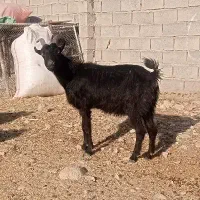 بز داشتی جوان شکم اول|حیوانات مزرعه|لیکک, |دیوار