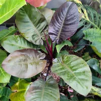 انواع گلهای اپارتمانی فروش بدلیل تغییر شغل|گل و گیاه طبیعی|لاهیجان, لیالستان|دیوار