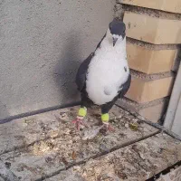 تعدادی کبوتر|پرنده|بهبهان, |دیوار