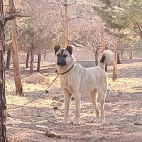 سگ گمشده|سگ|صحنه, |دیوار