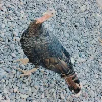 بوقلمون فروشی|حیوانات مزرعه|فهرج, |دیوار