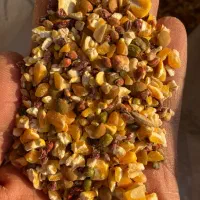 دان ویژه مرغ مینا ، کبوتر ، قناری ، مرغ عشق و طوطی